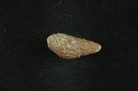 藏品(瘤蜷)的圖片